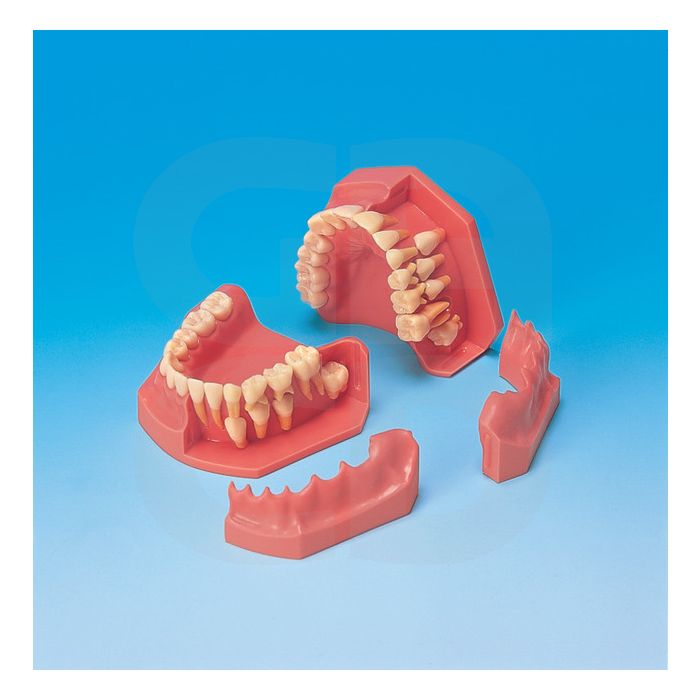 Modèle De L'évolution De La Dentition Pe-pdi006 - NISSIN