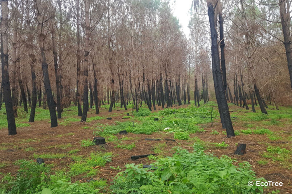 En2023_ForetLandiras_1