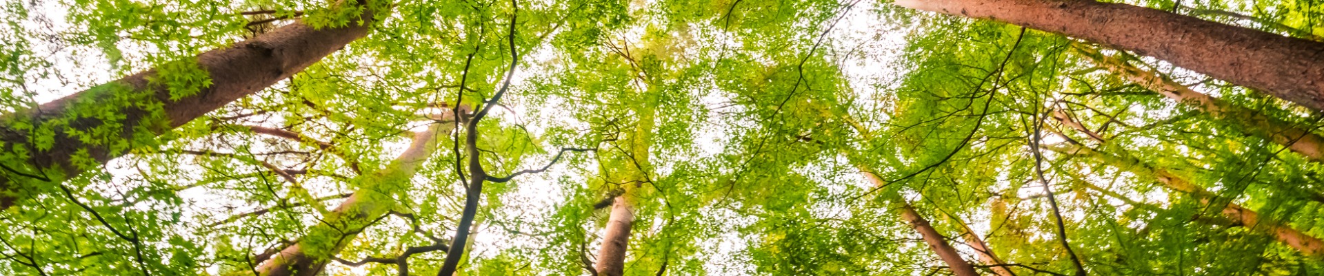 Header_transitionEcolo