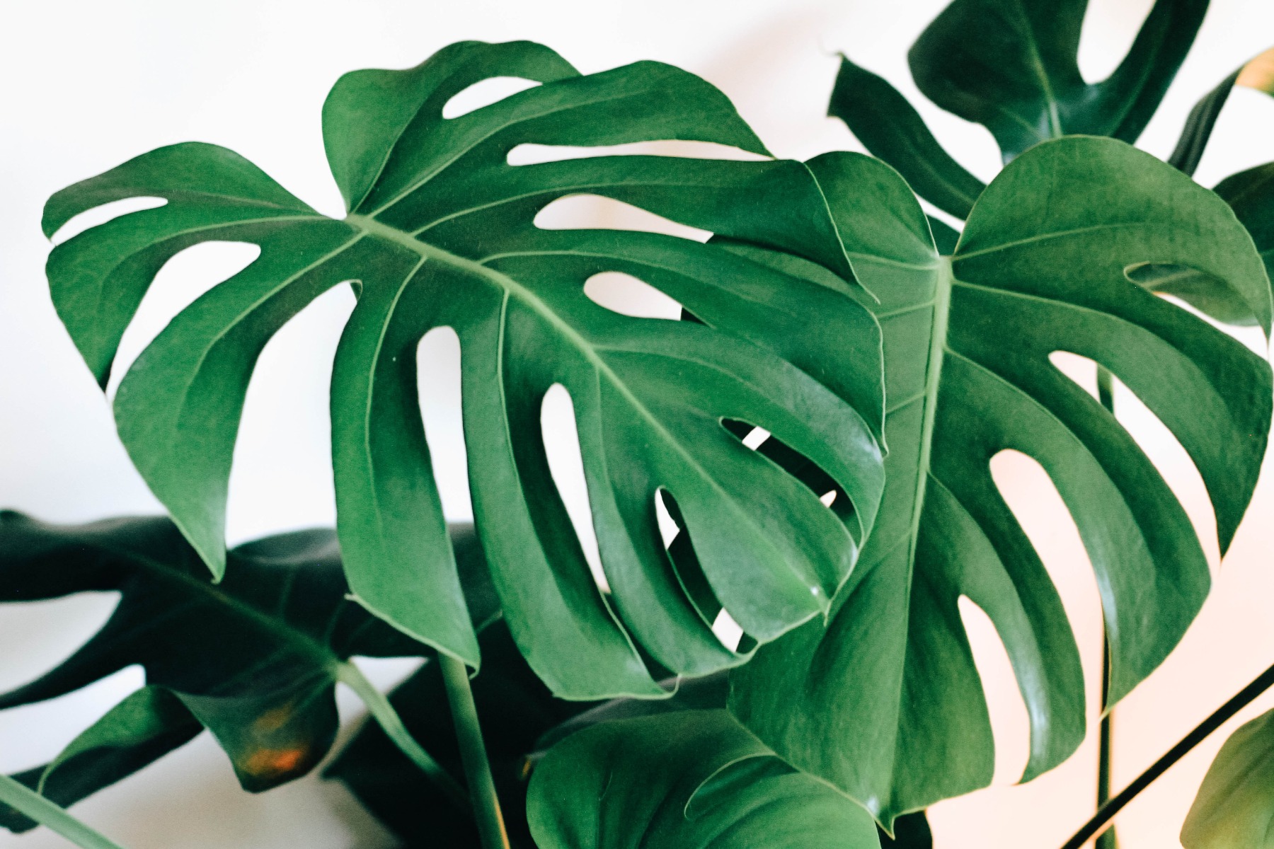 kara-eads-zcVArTF8Frs-unsplash